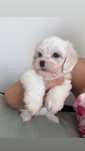 Bichon maltez mini