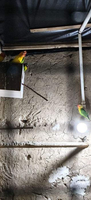 неразлучники тутила сотилади соглом