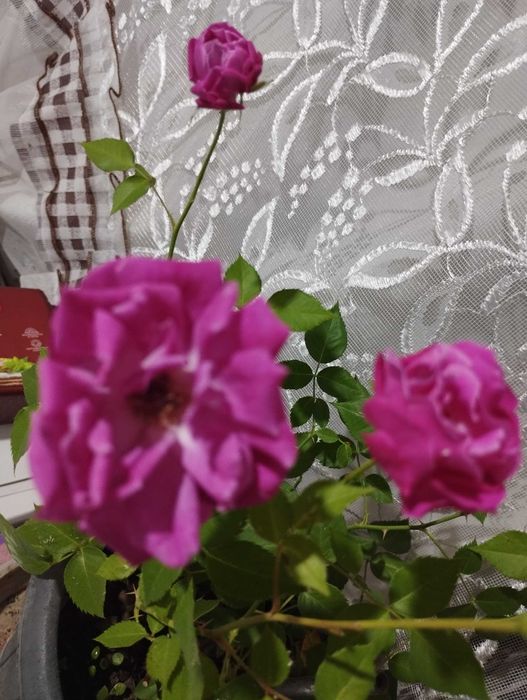 Срочно продам цветущую розу, район Саяхата.