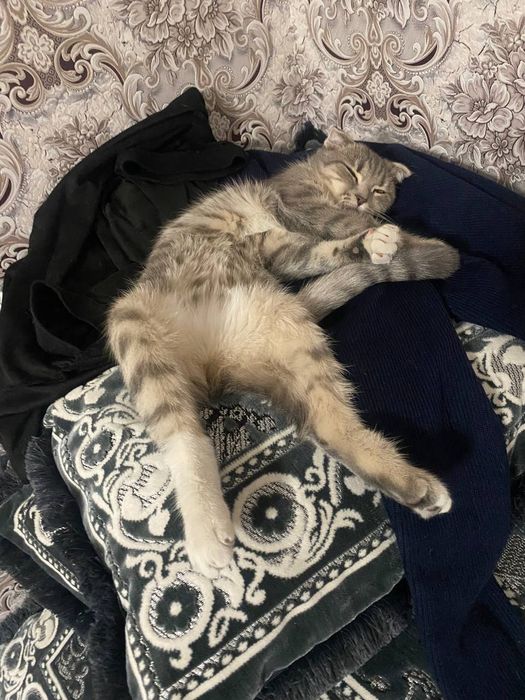 Skoch fold qzbola 5 oyli