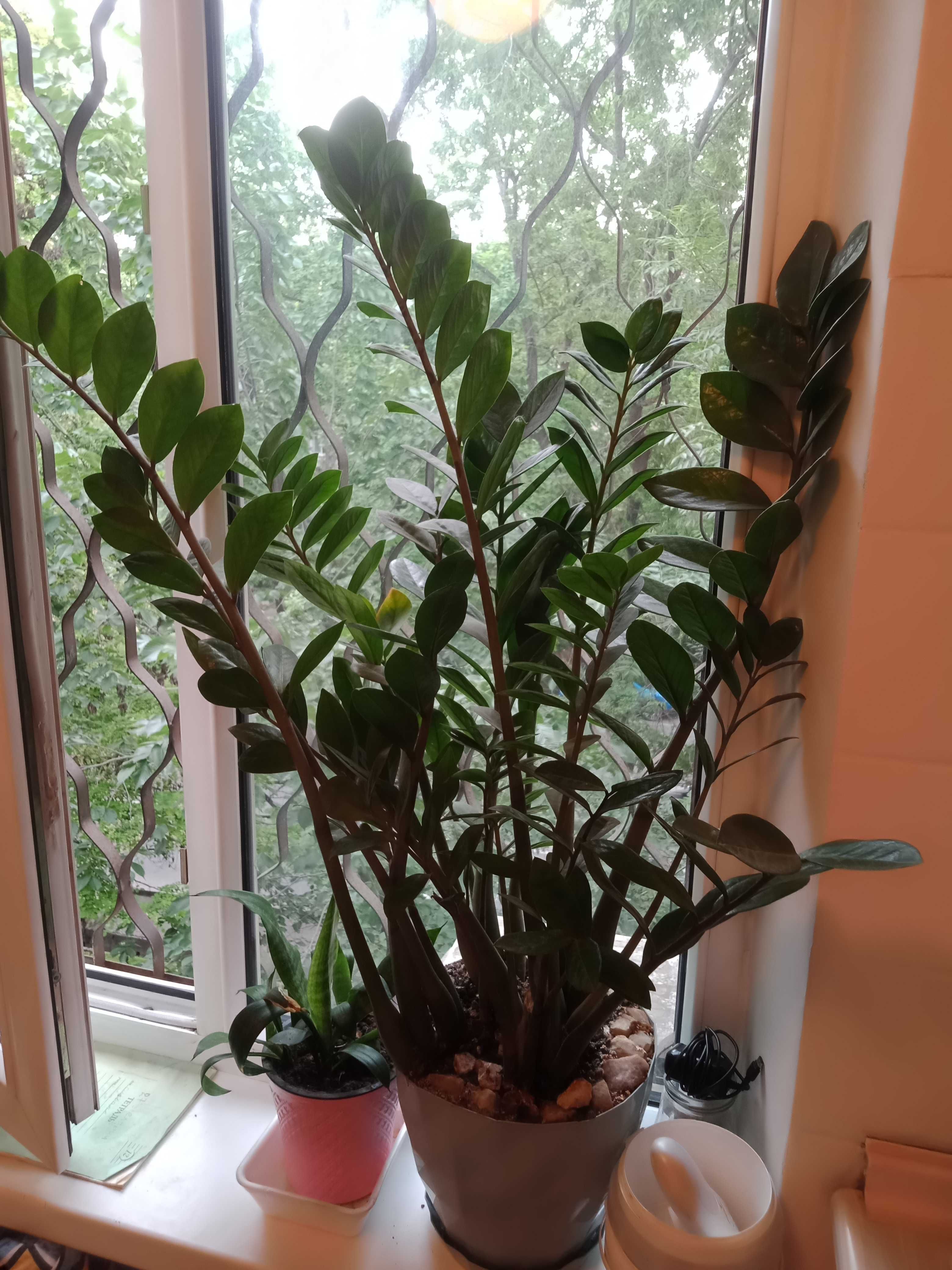 Комнатное растение для дома и офиса
