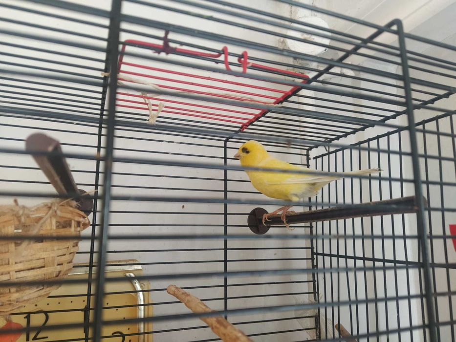 Продавам Орфееви канари 1г.