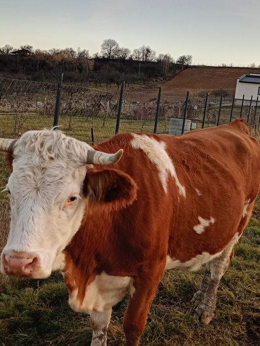 Vând vaca de abator