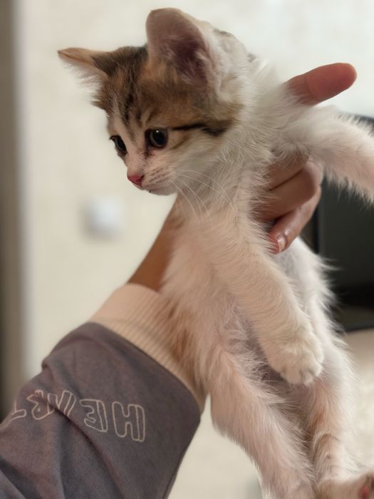 отдам котика в добрые руки