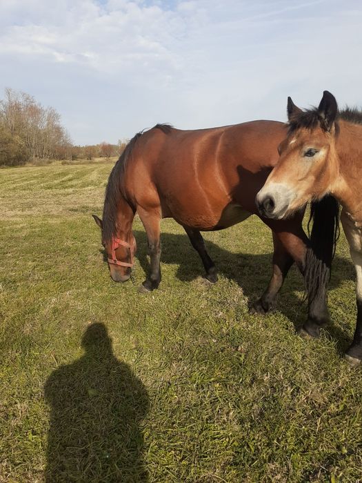 Vând caii iapa și mânză