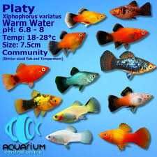 Pesti de Acvariu  Xifo si Platy