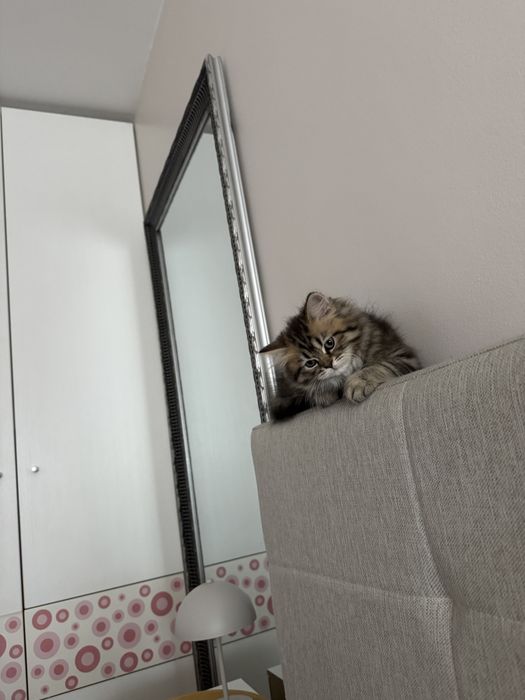 Vand fetita British longhair spectaculos