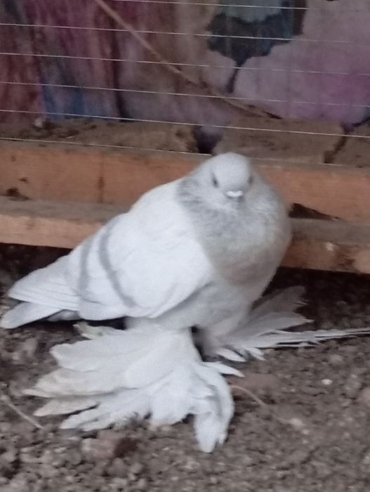 Срочно продам голубей