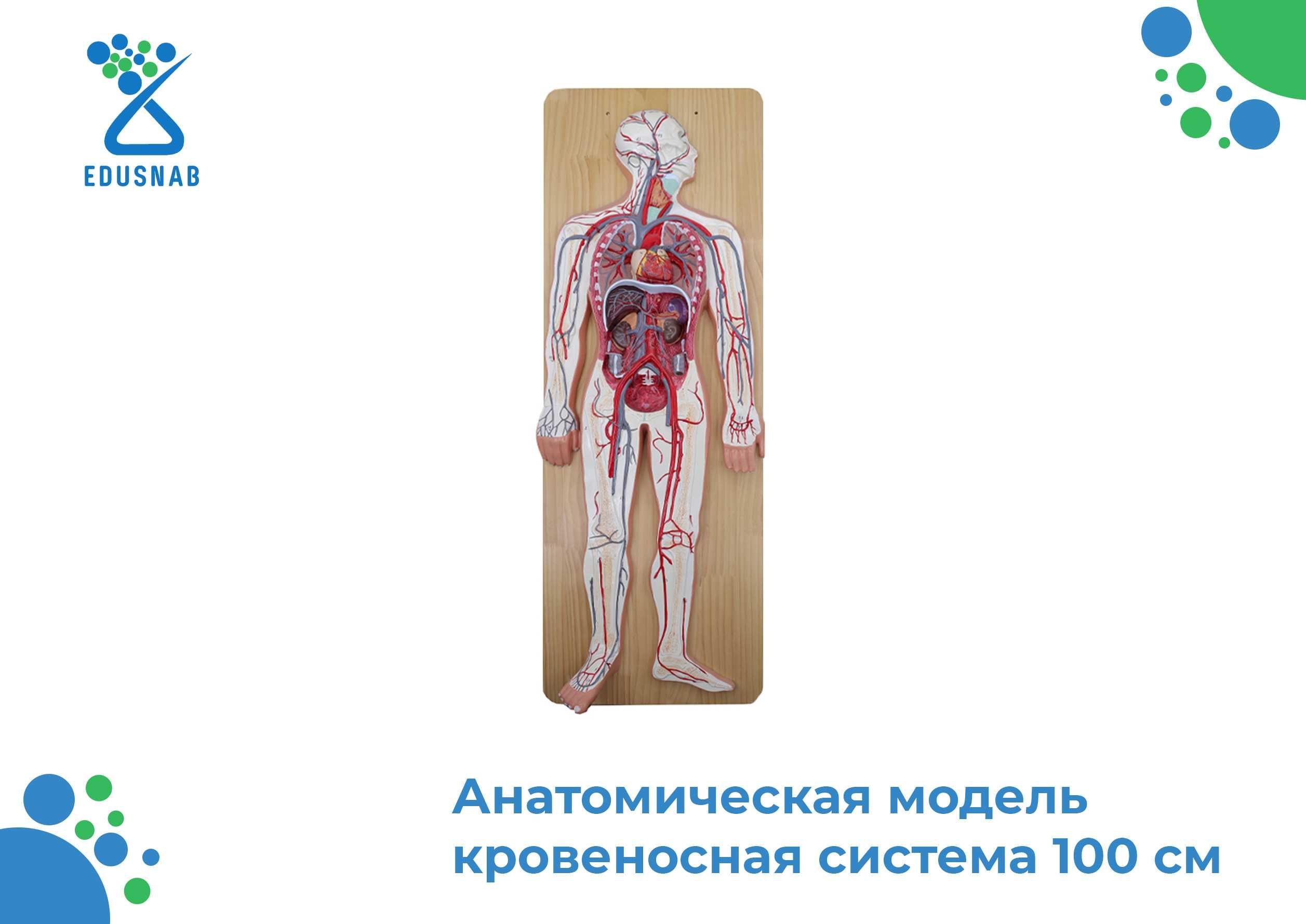 Биология/Анатомический модель/Biologiya /anatomik model