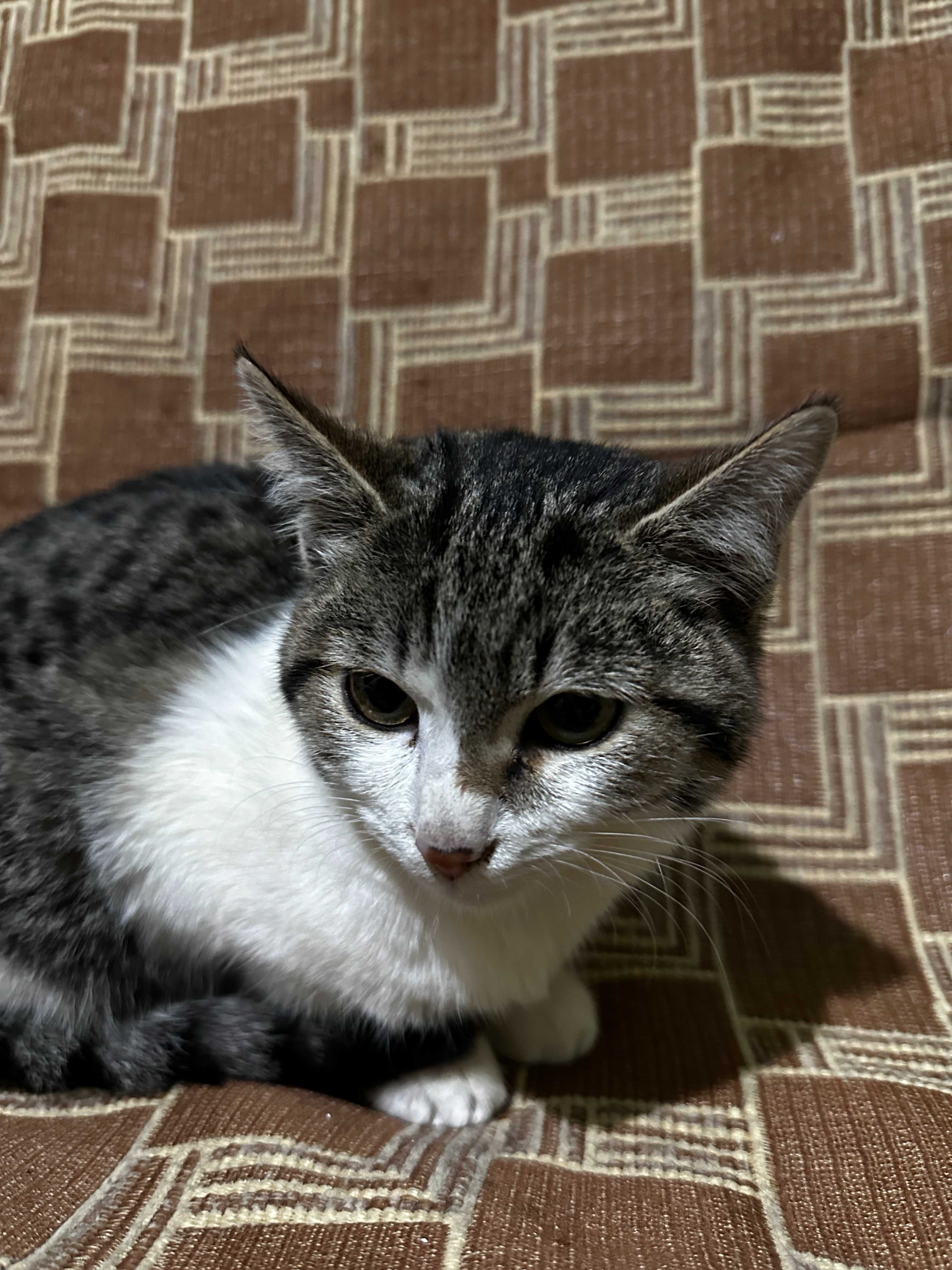 Милый котенок (девочка 2,5 месяца)