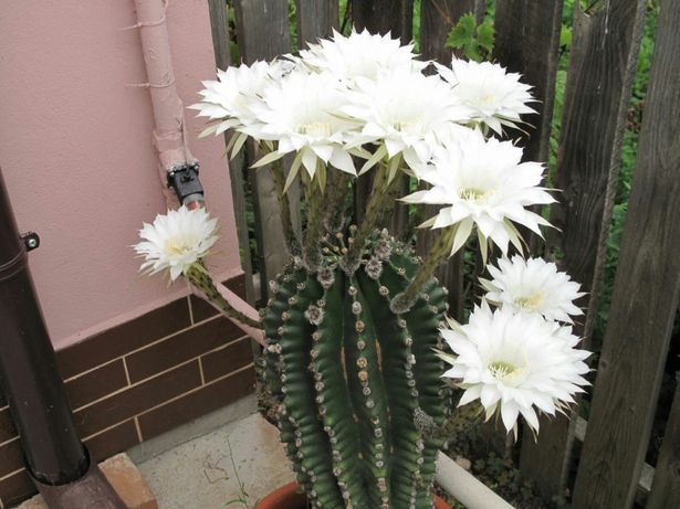 cactus superb cu inflorire abundenta 40 ani