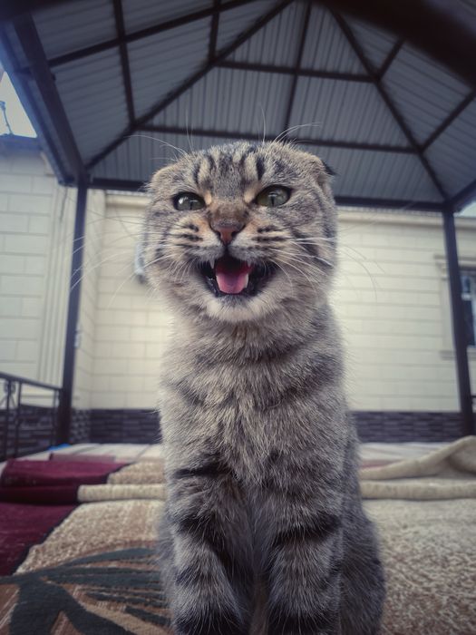 шотландский кошка.