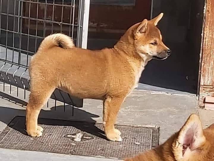 Shiba-inu cu pedigree
