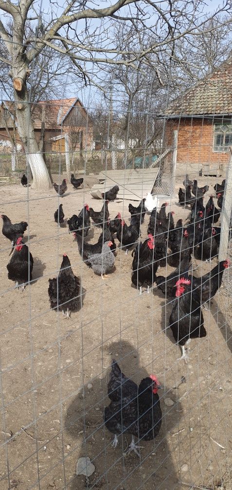 Ouă Australorp ,pentru incubat..