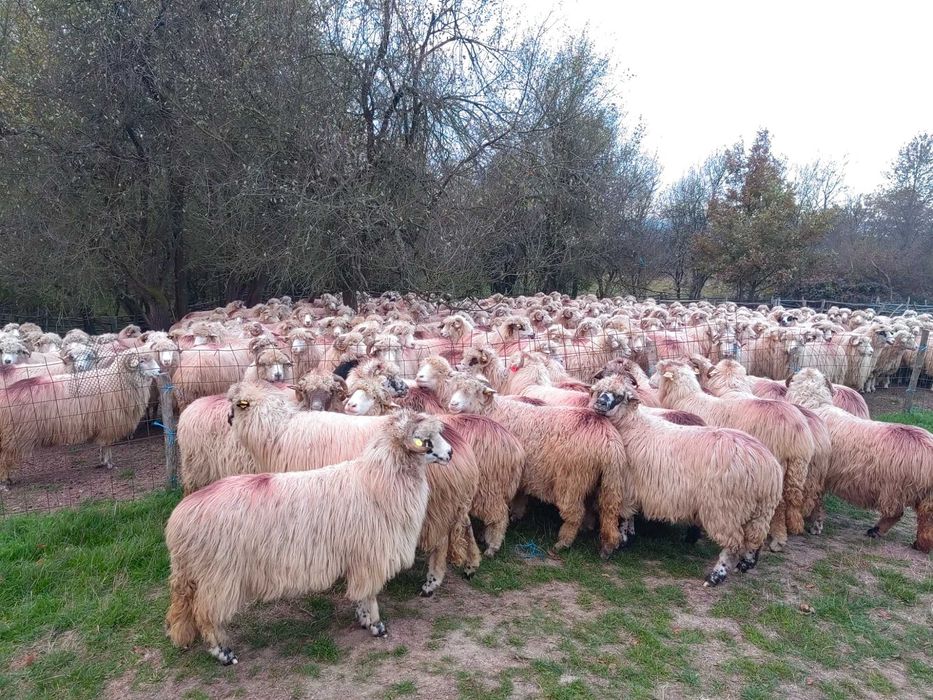 Oi de ținut de vanzare