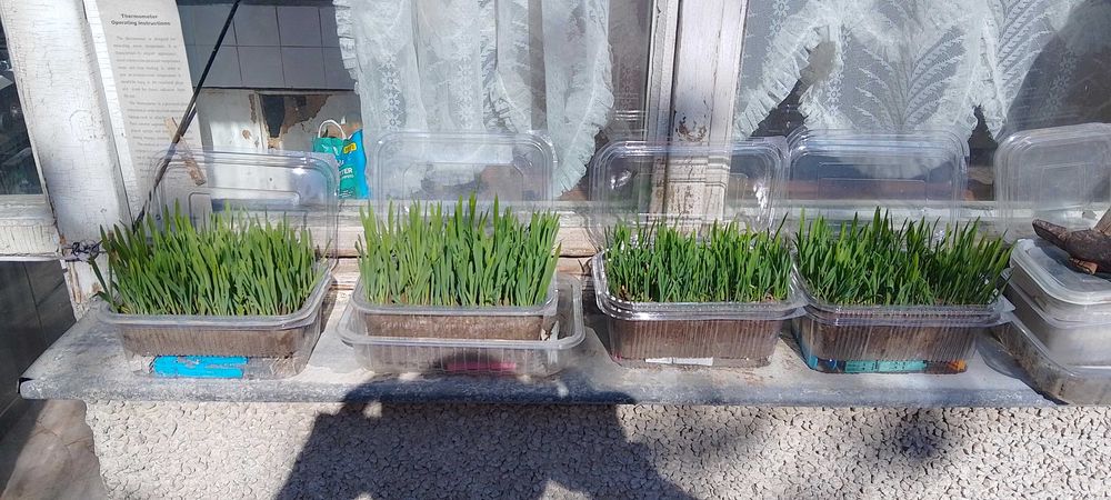 Продавам трева за котки 6 лв. със доставката за град Варна.