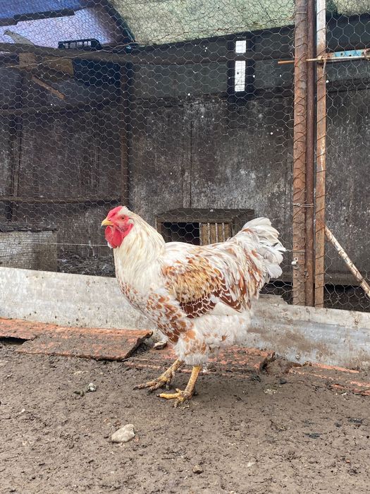 Cocos Wyandotte Splash