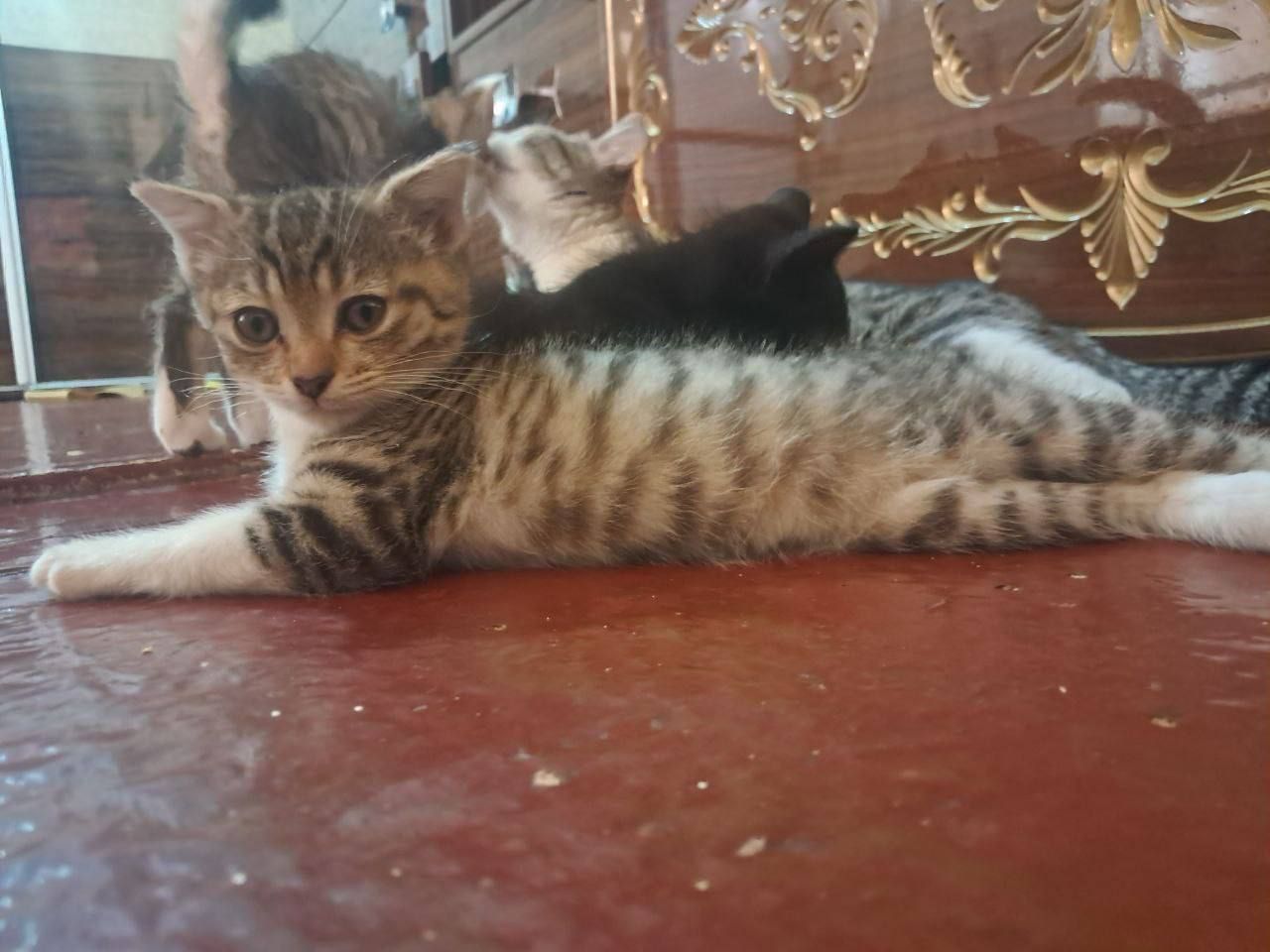 Котята даром в добрые руки
