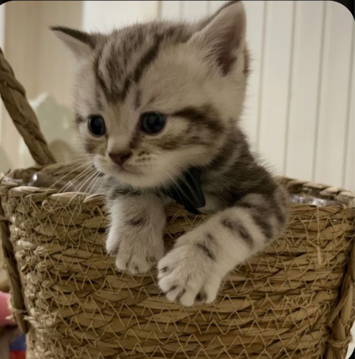 Продается девочка скоттиш страйт