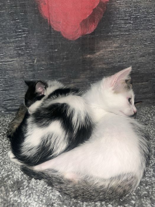 Отдам котят в хорошие руки