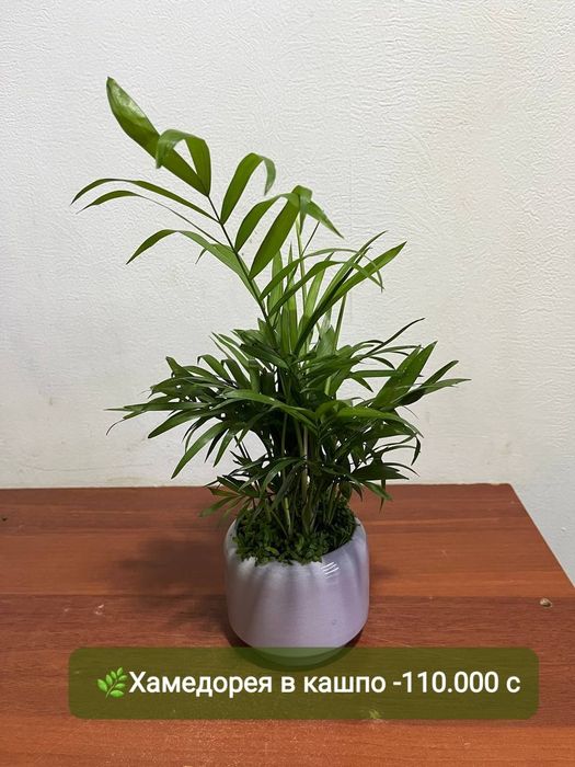 Пахира, Сизигиум, Эпипремнум, Хамедорея,  и др