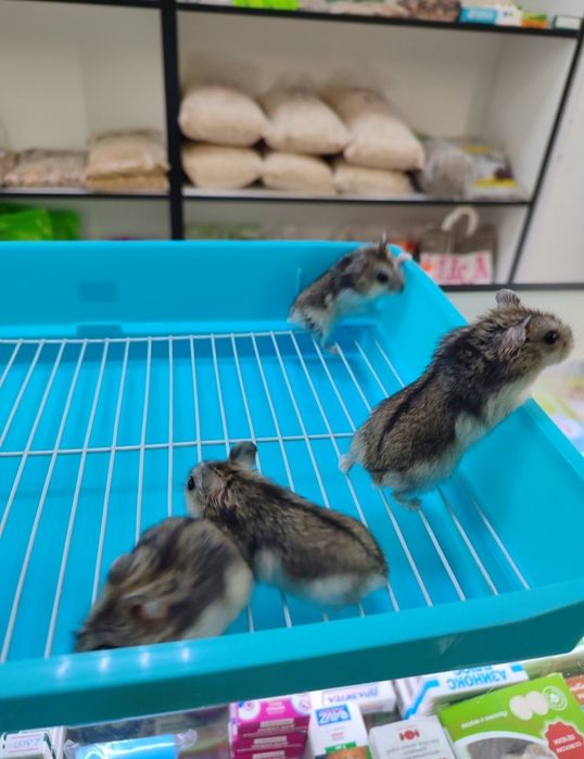 Бесплатно хомячки