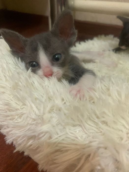 Котята Сфинкс помесь