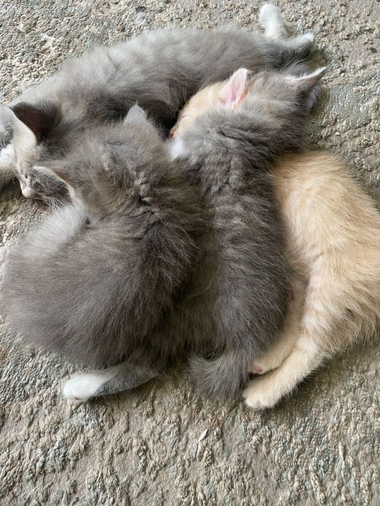 Отдам котят в добрые руки
