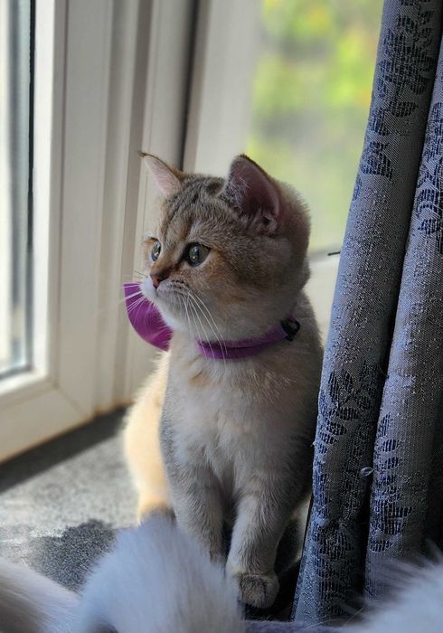 British Shorthair Golden cu pedigree