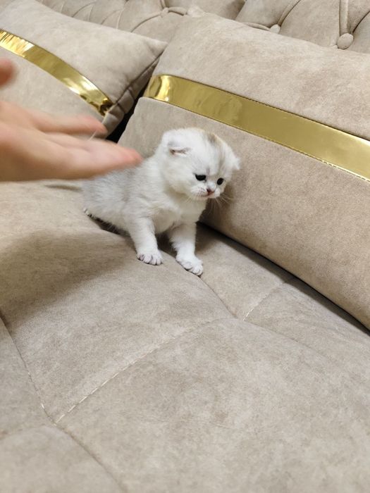 Продаются котёнок мальчик 1 месяц скоттиш-фолд правильная вязка чисток