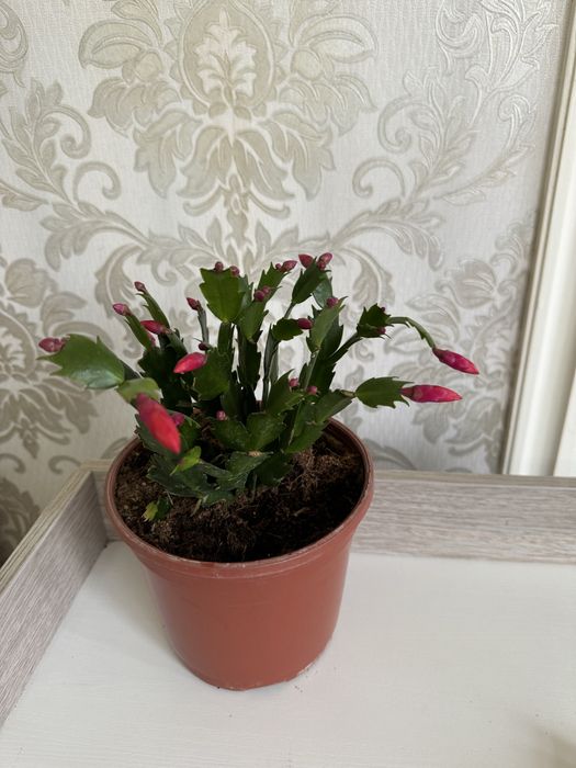 Шлюмбергера декабрист