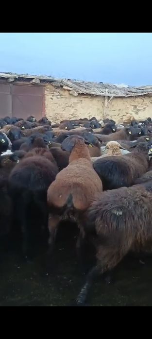 Тусак койлар сатылады. Продам молодых овец.