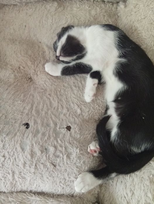 Pisicuțe de apartament pentru adoptie