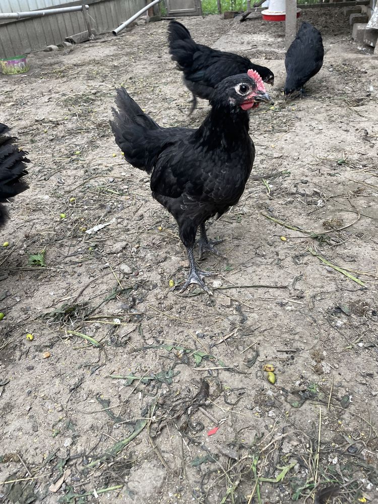 Cocosei australorp