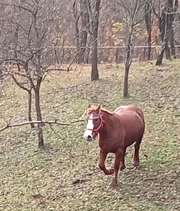 Cai de vanzare  la pret bun