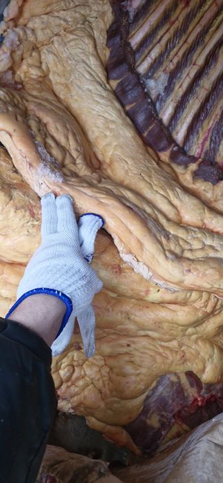 Продам конину согым по частям