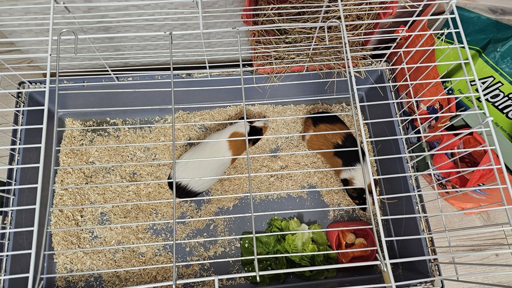 Vand cusca pt porci de guineea, iepuri, hamsteri