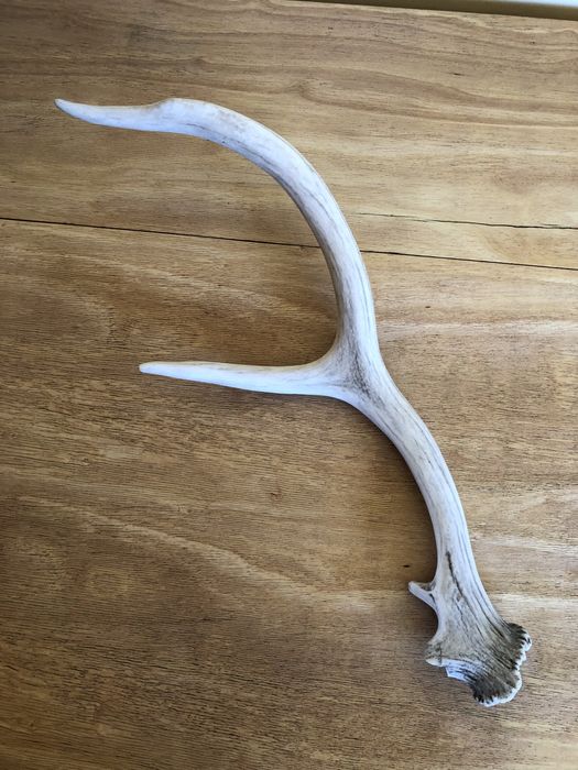 Еленски рог с дължина 58 см