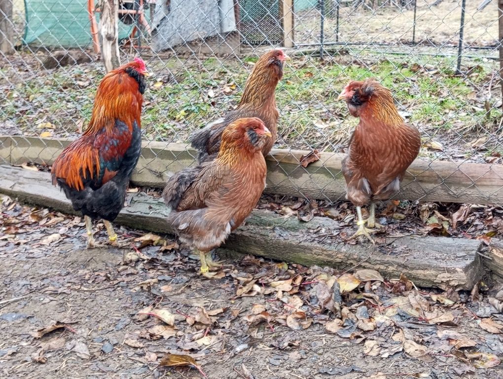 Pui Araucana Gât Auriu Campioni