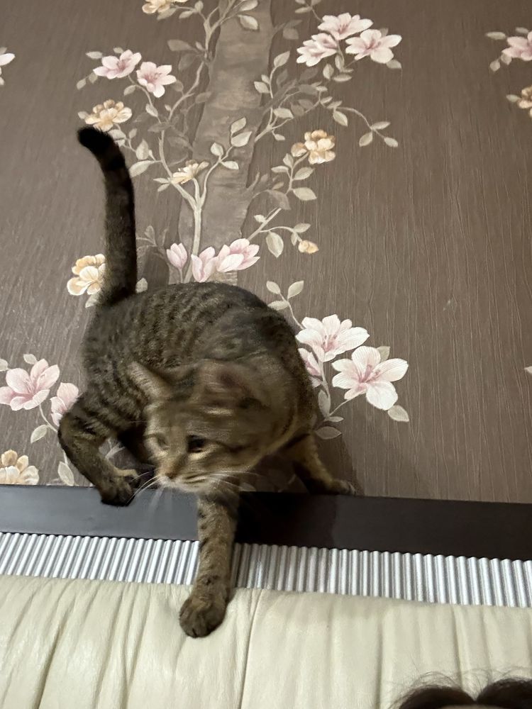Кошку 1 годик бесплатно