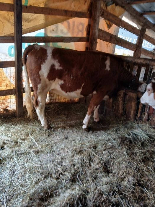 Vând junincă gestantă