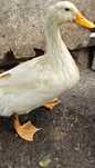 Rate pekin (de carne)