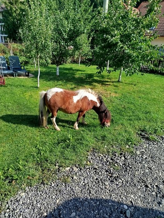 Ponei de vânzare
