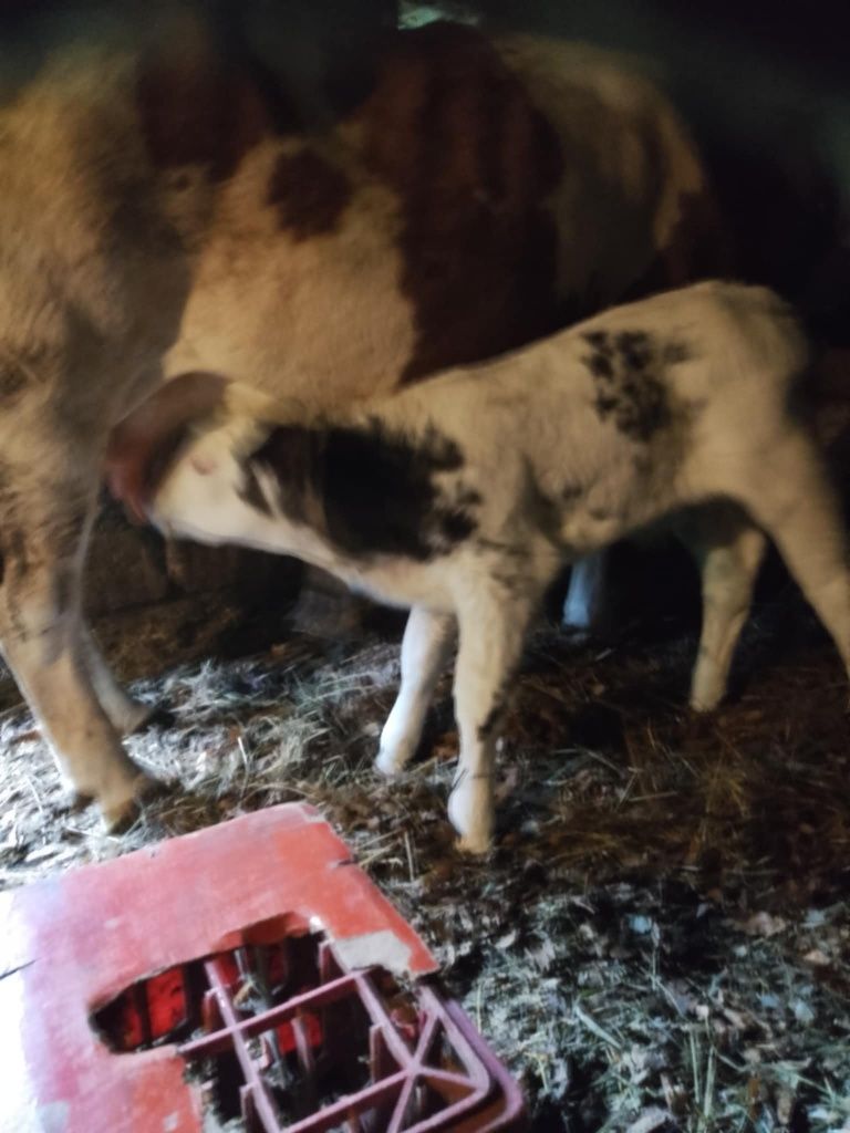 Vaca cu vitel de vanzare