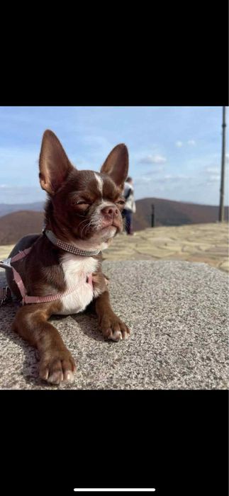 Чихуахуа Момиченце