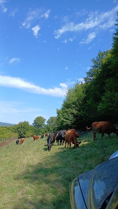 Vand juninci angus