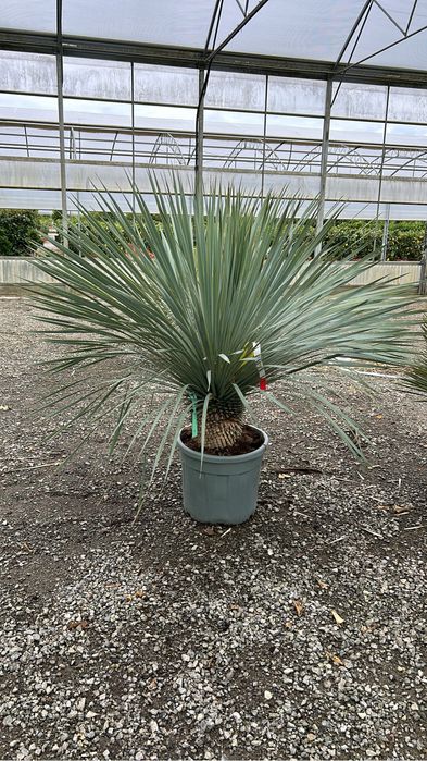 Plante ornamentale