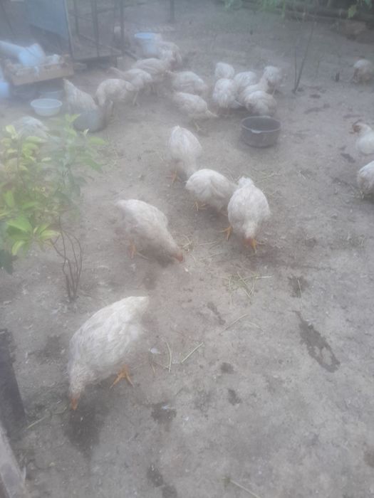 Продаються Домашние куры Бролер