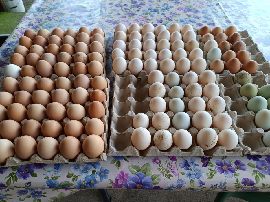 Oua de rață și de găină