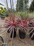 Vand plante ornamentale diversificate